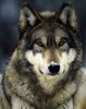 loup10